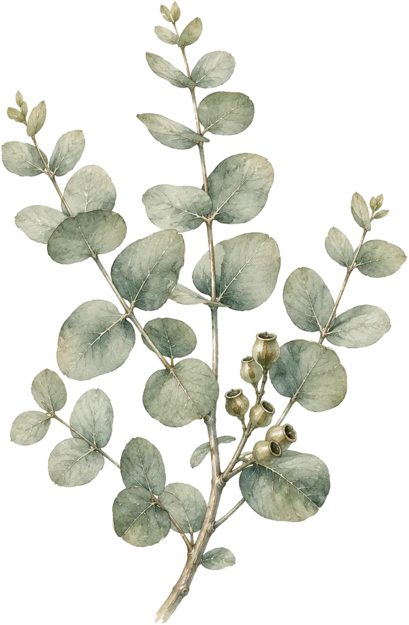 Watercolor botanical: Eucalyptus