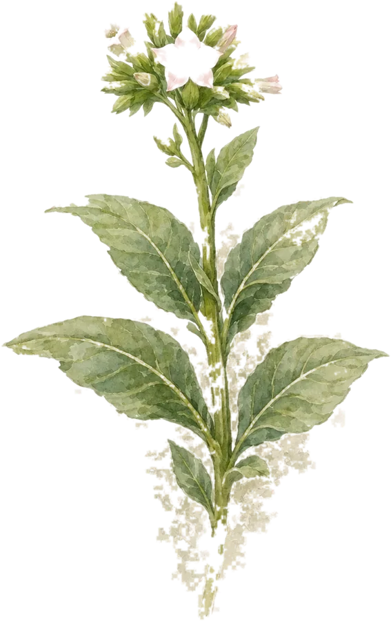 Watercolor botanical: Tobacco