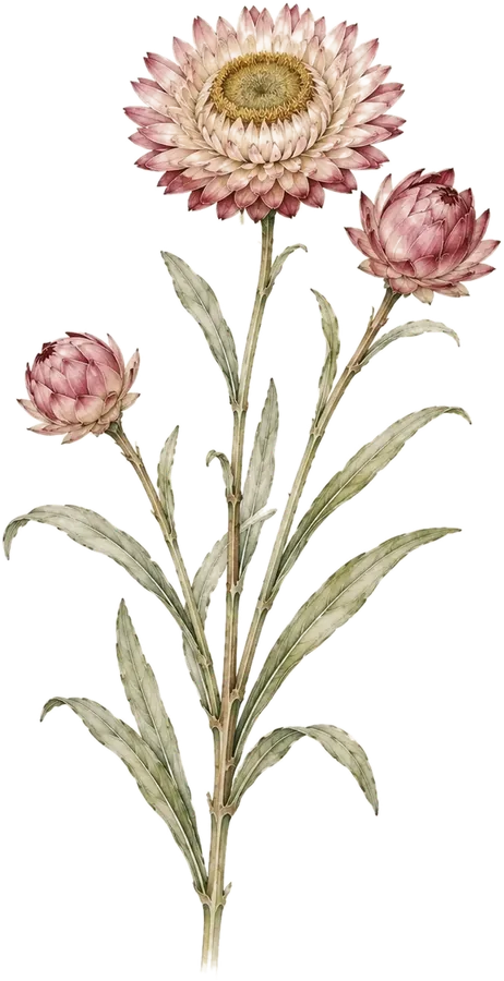 Watercolor botanical: Strawflower / everlasting