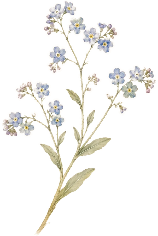 Watercolor botanical: Forget-me-not