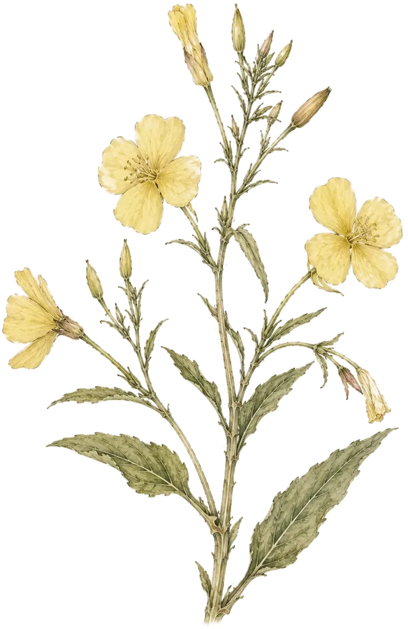 Watercolor botanical: Evening primrose