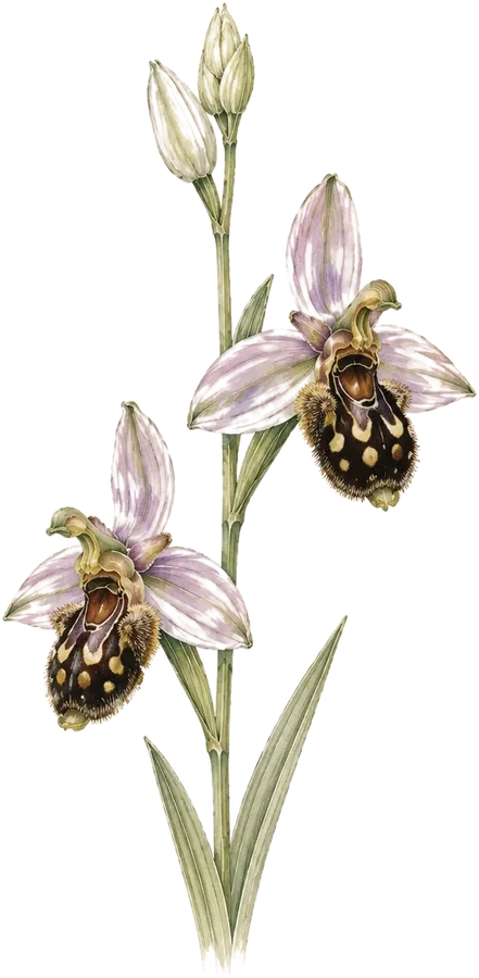 Watercolor botanical: Bee orchid