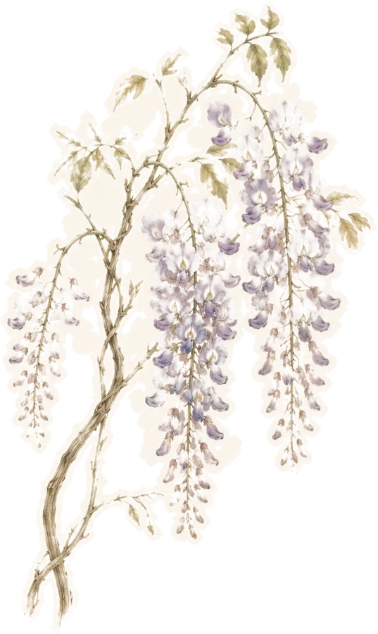 Watercolor botanical: Wisteria