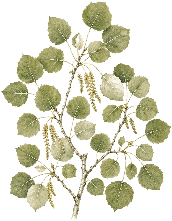 Watercolor botanical: Quaking aspen