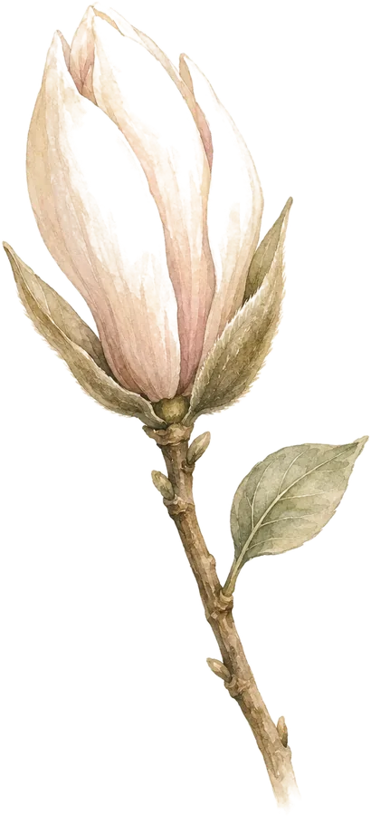 Watercolor botanical: Sealed magnolia bud